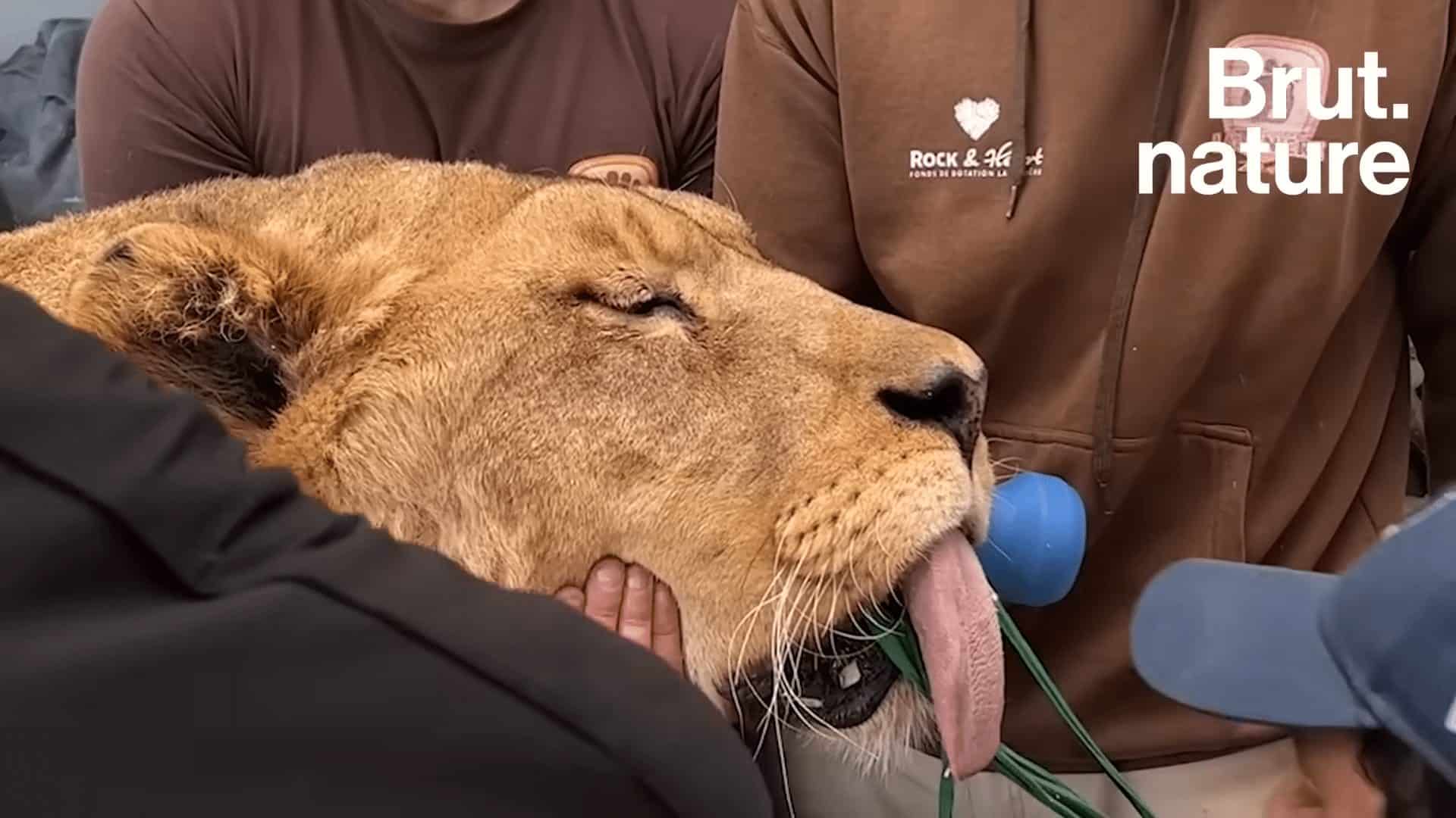 Le Cas de la maladie le lion léo