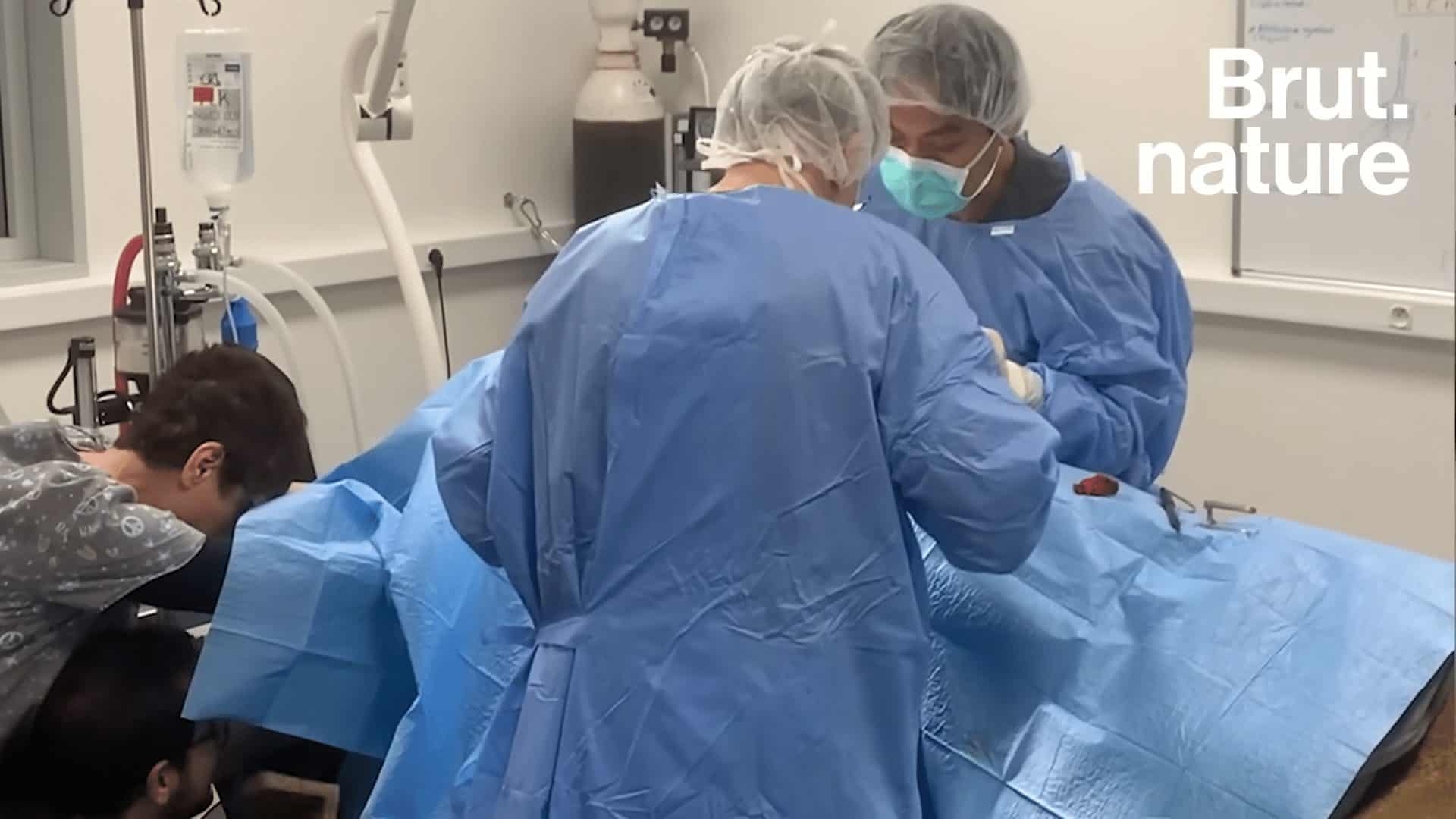 La Chirurgie pour sauver le lion léo